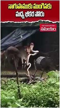 Cobra vs Mongoose: Fierce Fight Leaves Villagers Stunned | Viral Wildlife Battle