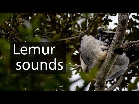 Indri lemur sounds - Haunting wildlife sounds from Madagascar