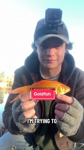 Catching every fish in Alberta pt. 10: the Goldfish #fishing #fish #alberta #edmonton #sturgeon