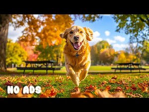 12 Hours Happy Dog Music 🐕🎶 | Relaxing Sounds for Puppies Playing & Stress Relief 🐾 No Ads