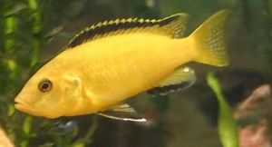 Male vs. Female Yellow Lab Cichlid