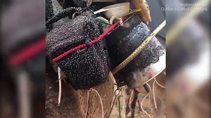 Thousands of flies swarming around a camel in Australian desert