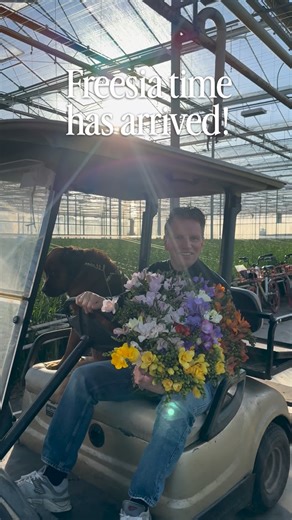 𝗙𝗿𝗲𝗲𝘀𝗶𝗮 𝗧𝗶𝗺𝗲! The Freesia season is in full swing now! All colors and sizes are available from the Dutch Fabulousfreesia growers. With all their craftsmanship and passion, they grow for you this amazing flower for you. Did you already experience the natural Freesia fragrance? Ask for yours at your favorite florist!#flowers #freesia #freesias #freesiaflowers | Peter van Delft