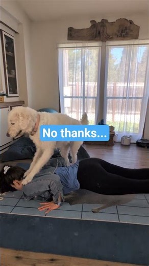 That's all I got #trend #funnydogvideos #shorts #fyp