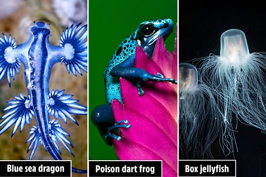 Deadliest animals that can kill humans in seconds with bites, stings and poison
