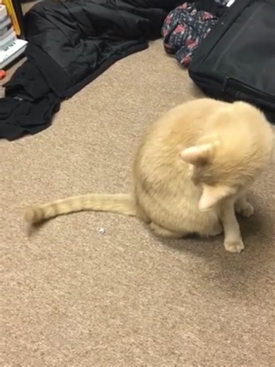 Understanding Pet Loss: Journey Through Grief and Healing