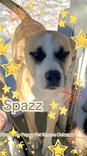Event link. March 21st and 22nd 11am-4pm. Colorado Tap House in Arvada 💚 https://www.facebook.com/share/1HLefJWXs5/ Applications encouraged for all dogs to ensure first choice, but required for puppies 🐶 https://tally.so/r/mONPLK Adoption fee $300, includes spay, vaccines, microchip, and health check ✔️ Email peppypetrescue@gmail.com Call 214-923-0097 | Peppy Pet Rescue Colorado