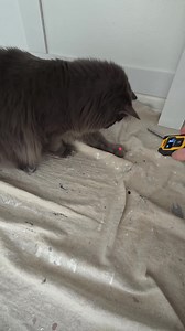 I'm not sure who likes laser measurer more?! Me, or my client's ( @lizabellstudio ) kitty! 🥰 #petsarethebest #petlovers #kittiesofinstagram | Brushstrokes & Timber