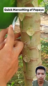 Another technique in marcotting papaya Tree😱 #fbreelsfypシ゚viralシ #reelsviralシ #videoviralシ #millionviewsreels #reelstrending #reelsvideo @highlight | Argie Jabolin