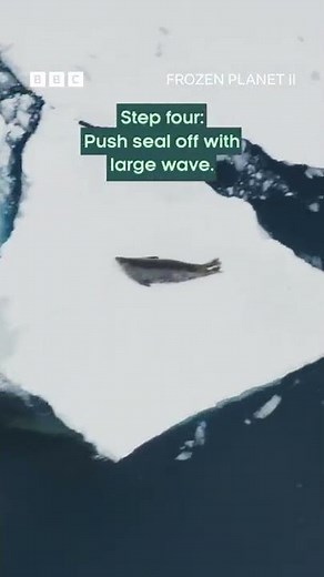 Orca's step-by-step guide to hunting 🍽 #FrozenPlanet2
