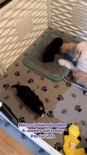 Tiny Goldendoodles! 4-weeks old today. Pm for info | Steph-J’s Doods & Cavapoos