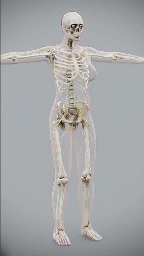 3D Female Skeletal Nervous Anatomy #anatomy #humanbodysystems #humanbodysystem #bodysystem