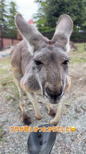 #アカカンガルー が急接近！？エサあげ体験開催中！！ #富士サファリパーク #fujisafaripark #redkangaroo #癒し #可愛い