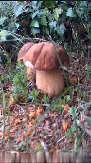 4.1M views · 10K reactions | La crescita di un porcino in 7 giorni! #funghi #timelapse #porcini #nature | Nicolò Oppicelli | Facebook