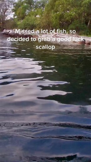 Nothing beats a mid-day scallop #scallop #spearfishing #freediving #fishing #fishinglife #wow #fypシ #fyp #gofishing #omg #reels2024 | Christine