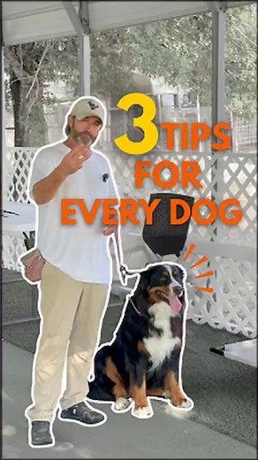 3 Essential Dog Training Tips Step-by-Step Guide for Puppies and Dogs