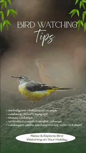 Top Bird Watching Tips for Beginners | How to Watch Birds the Right Way