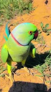 Parrots Singing Romantic Songs