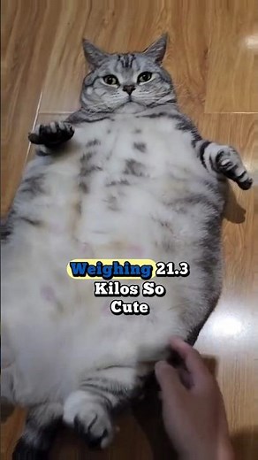 The Fattest Cats in the World 😲🐱