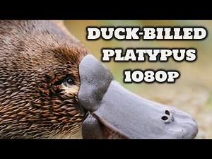 Duck-billed Platypus | The worlds strangest animal | Secrets of platypus | Documentary | Monotremes