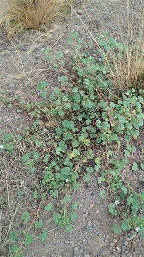 Wild edibles: Mallow has high nutritional value #edibleplants #wildedibles