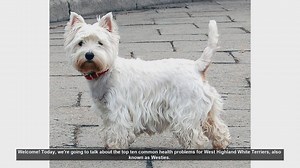 Top 10 Common Health Problems in West Highland White Terriers