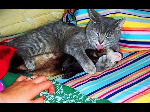 TOP 10 Ferret VS Cat Funny Play Fighting Compilation 🔴 Funny cat video