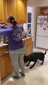 You Won't Resist This Playful Dog 🐶 Cute Dog Compilation
