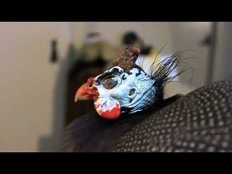 Galinha de angola cantando e suas belezas