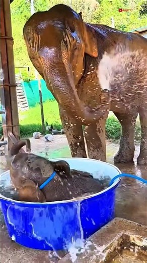 elephant video 🤣 #funny #funnyvideo