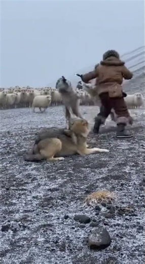 15 Wolves vs Shepherd: Incredible Showdown in Epic Wilderness Battle #wildlife #nature #animals