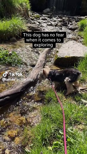Tiny Dog's Outdoor Adventure & Tick Encounter