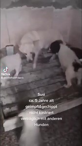 5.5K views · 163 reactions |  Mama Susi möchte ein Zuhause haben  Hier findest du alles zum Thema "Adoption": https://www.animal-hope-bulgaria-varna.de/informationen/adoption/ Bei Fragen wendet ihr euch bitte an das Team des Vereins, sie werden keine Antwort auslassen und sich zügig bei euch melden: https://www.facebook.com/Animal.Hope.Bulgaria.Varna.Deutsch/ | GEGEN Tierquälerei | Facebook