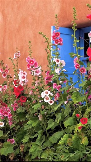 1K views · 3.5K reactions | A hollyhocks farewell from Ranchos de Taos.  Once the pride of summer, now whispering their goodbyes against the adobe and blue shutters. A timeless New Mexico memory — where grandmothers turned blossoms into little dolls and stories that still live on.  #TaosLight #NewMexicoTrue #LandOfEnchantment #HollyhockTradition | Elijah Rael | Facebook