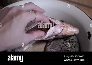 An individual skillfully preparing a fresh fish, fully showcasing the intricate cleaning technique and process involved
