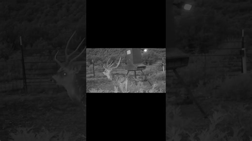 Watching axis deer in Kinney County, Texas: Key facts
