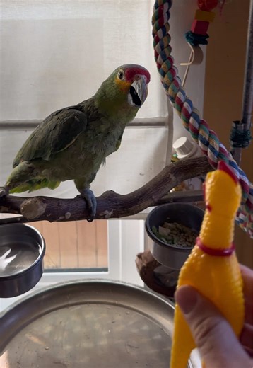 We won this rubber chicken in a contest. What else should we introduce him to? #redloredamazon #parrot