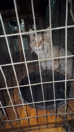 Do your house cats like to play in their water bowl? Bobcats have many similar behaviors as your domestic felines. ❤️🐾 #millstonewildlife #millstonewildlifecenter #nhwildlife #wildlife #animals #wildliferehabilitation #windhamnh #nhrehabilitation #nhanimals #wildliferehab #wildliferehabber #nature #rehabrelease #cuteanimal #cuteanimals #babyanimals #animal_supershots #wildlife_perfection #animalsofinstagram #bobcats #bobcat #bobcatsofinstagram | Millstone Wildlife Center