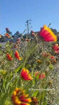 Indian Blanket Flowers in Stunning Garden #thepeacefulworldearth #thepeacefulearthshorts #shorts