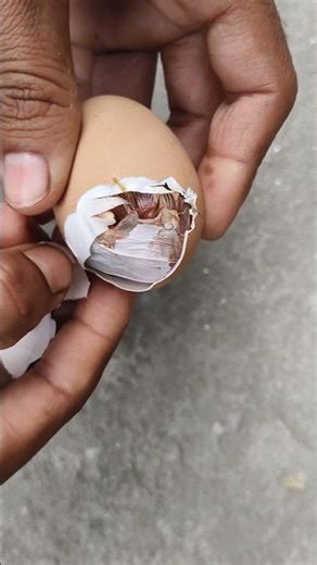 Helping hatching baby chick#mianinventions#eggincubator#chicks
