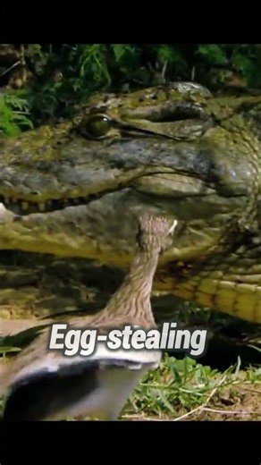 Deadly Crocodile Protect The Bird's Nest from Predators 😱 #wildlife #survival #shorts #hunting #wild