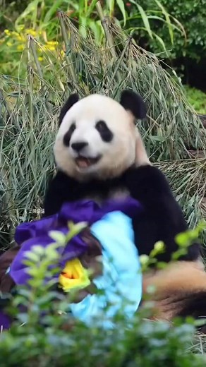 Cute and fashion style 😆🥰😆 #SpookySeason #petcare #petherapy #cuteanimals #fblifestyle #panda #fluffy #pandas #cute #naturephotography #nature #care #beautiful #love #funnyanimals | Pandas, a Light In My Heart