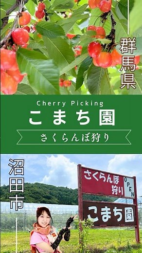 【沼田観光】沼田でさくらんぼ狩り！〜フルーツファームこまち園〜 #沼田市 #さくらんぼ狩り #こまち園 #果樹園 #short