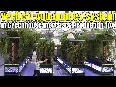Vertical Aquaponics System use Bamboo Towers in Greenhouse to Increase Production 10x