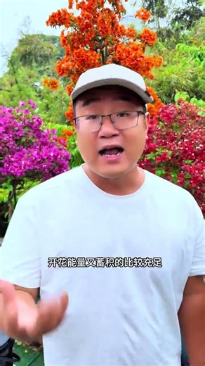 Boost Your Bougainvillea Bloom: Fertilize Without Full Leaves