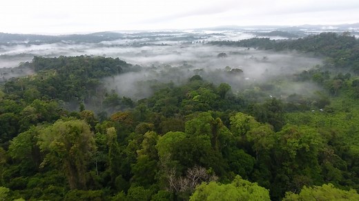 Why Rainforests Are So Important | Biodiversity, Carbon, and Drought | Britannica