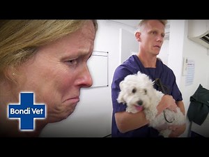 Brave Dog has a Complicated Pregnancy with a Crazy Outcome! | Bondi Vet