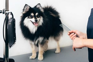 What Does Dog Grooming For A Pomeranian Cost (13 Examples)