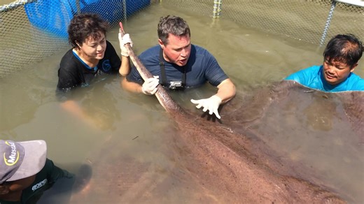 2.1M views · 90K reactions | One of my favorite Thai adventures￼, and a memory I will never forget! We were exploring the Meklong river, when ￼we discovered the worlds largest freshwater fish ever, a beautifu female freshwater stingray.... 14 feet long, 8 feet wide and weighed over 800 pounds! Broke the record book at that time! And even better we did ultrasound if she was pregnant. One of the many reasons why I LUV Thailand! | Jeff Corwin | Facebook
