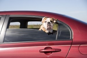 Tiere im Auto transportieren - Bußgeldkatalog 2026